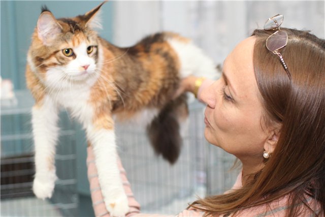 Gloriasterra Roxolana, VICTORY, Иваново  