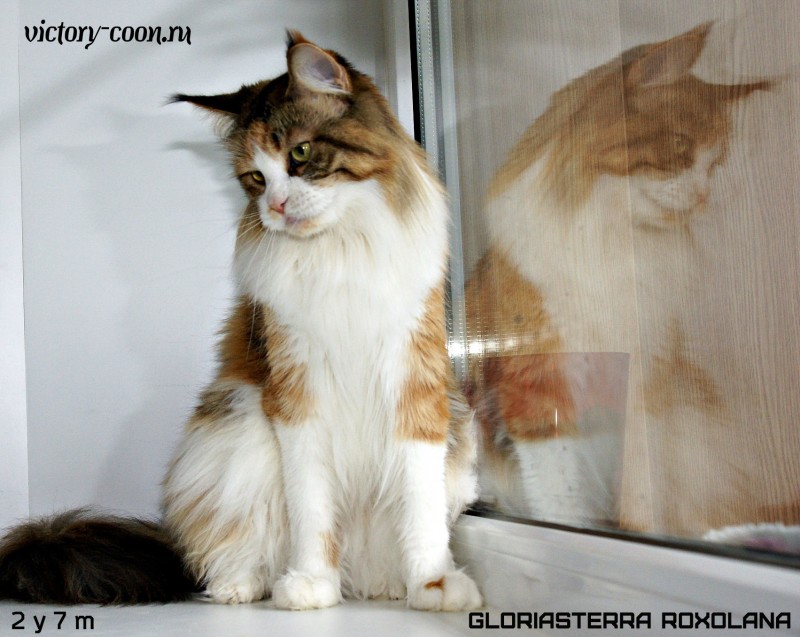 Gloriasterra Roxolana, VICTORY