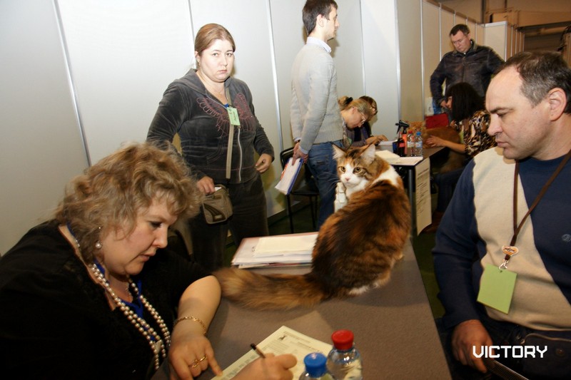 Роксолана на экспертизе впервые в открытом классе