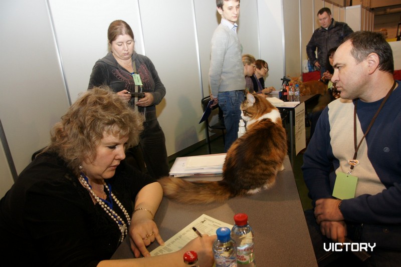 Роксолана на первой экспертизе в открытом классе
