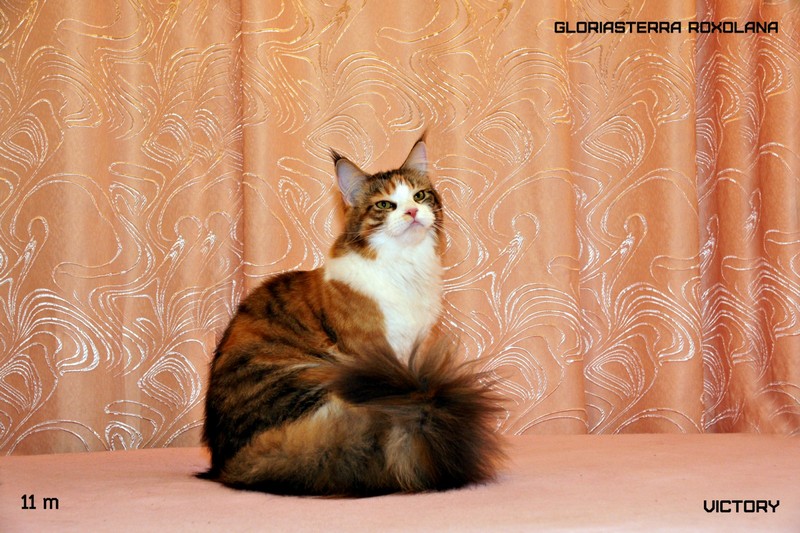 Наша ЗВЕЗДА Роксолана