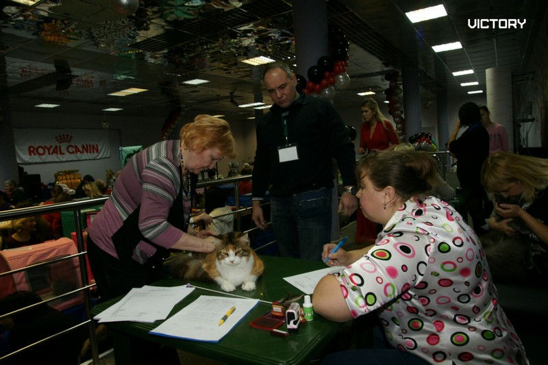 Выставка в Туле, VICTORY