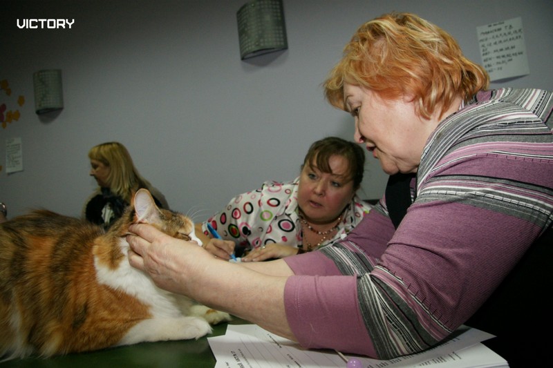 Выставка в Туле, VICTORY