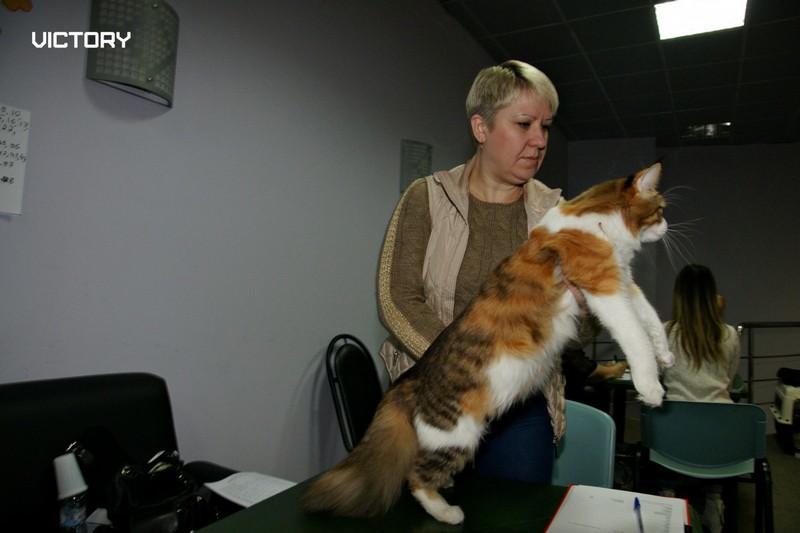 Выставка в Туле, VICTORY