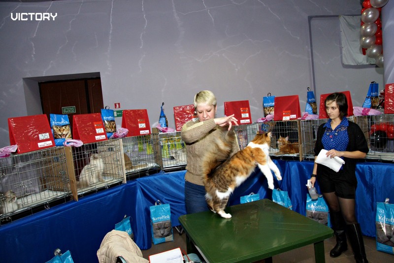 Выставка в Туле, VICTORY