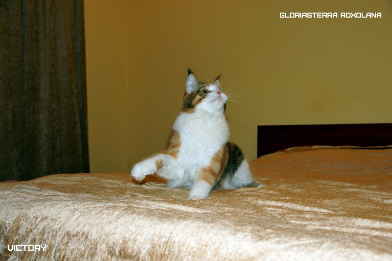 VICTORY в Иваново, 8-9 ноября, 2014