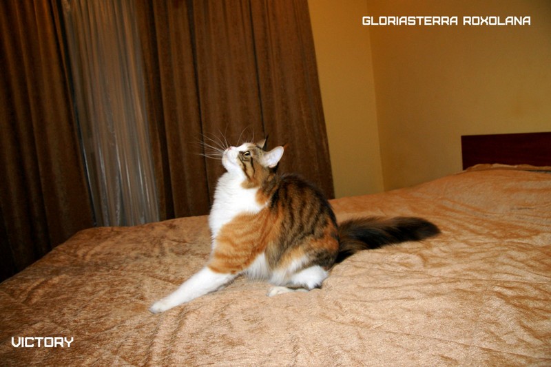 VICTORY в Иваново, 8-9 ноября, 2014