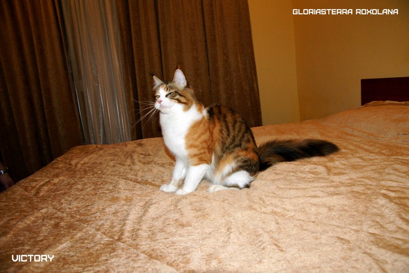 VICTORY в Иваново, 8-9 ноября, 2014