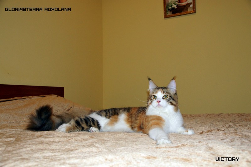 VICTORY в Иваново, 8-9 ноября, 2014