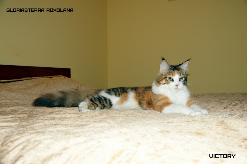 VICTORY в Иваново, 8-9 ноября, 2014