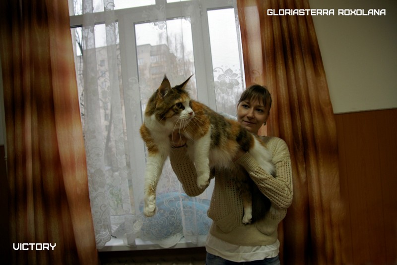 VICTORY в Иваново, 8-9 ноября, 2014