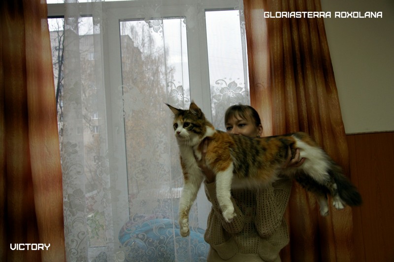 VICTORY в Иваново, 8-9 ноября, 2014