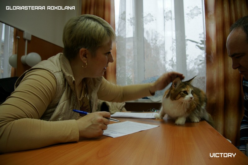 VICTORY в Иваново, 8-9 ноября, 2014