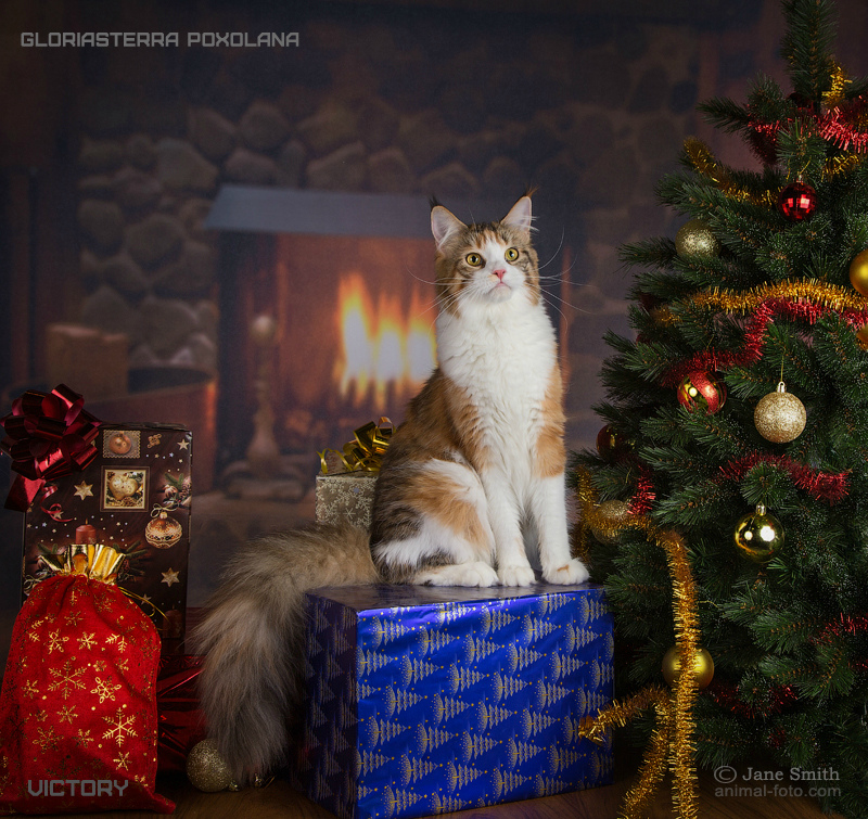 Новогодняя фотосессия Gloriasterra Roxolana, VICTORY