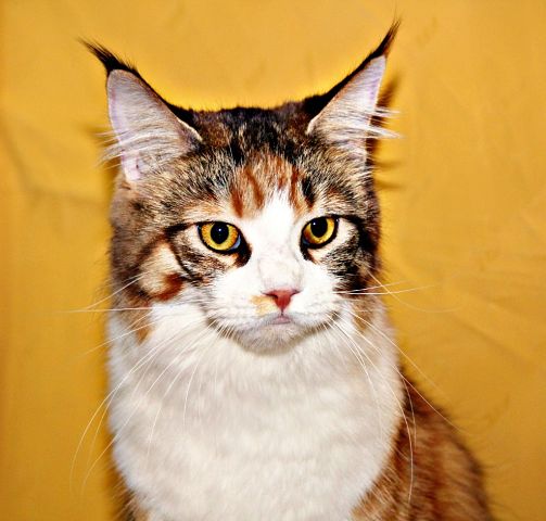 Gloriasterra Roxolana, Иваново, VICTORY