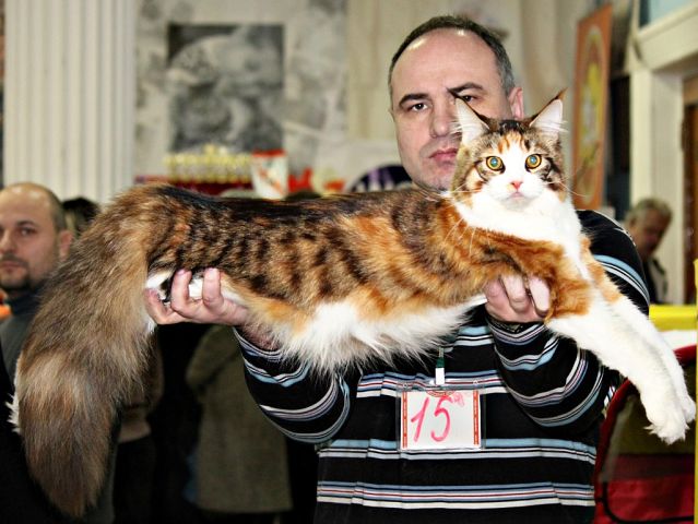 Gloriasterra Roxolana, Иваново, VICTORY