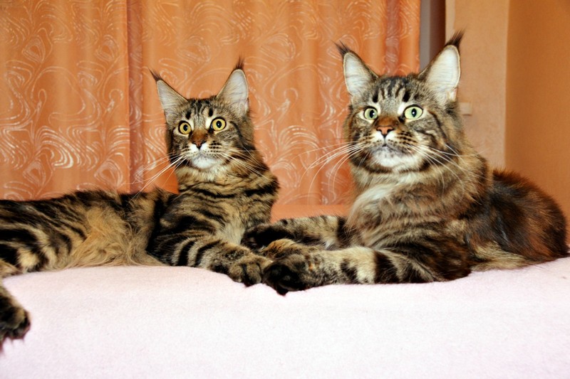 Ласка с доченькой Ридой