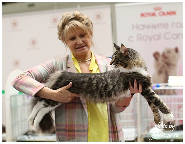 HoneyDevil Walter, Бомонд - 2015, VICTORY