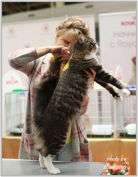 HoneyDevil Walter, Бомонд - 2015, VICTORY