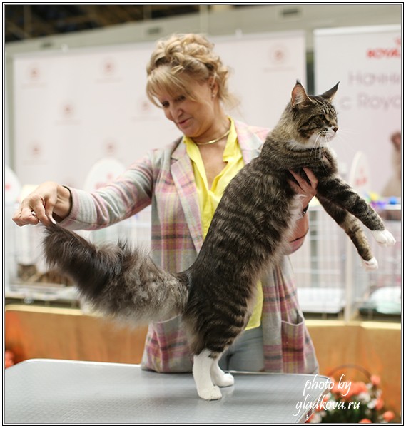 HoneyDevil Walter, Бомонд - 2015, VICTORY