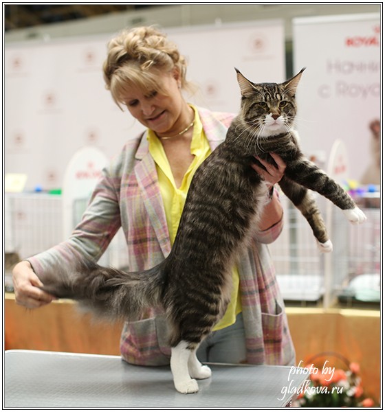 HoneyDevil Walter, Бомонд - 2015, VICTORY