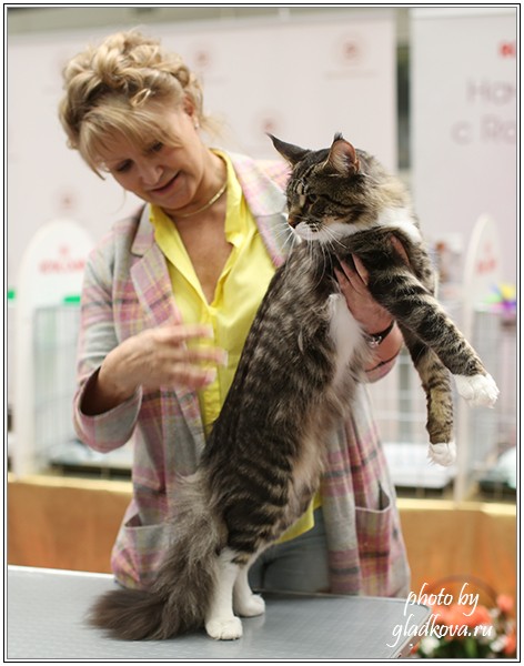 HoneyDevil Walter, Бомонд - 2015, VICTORY