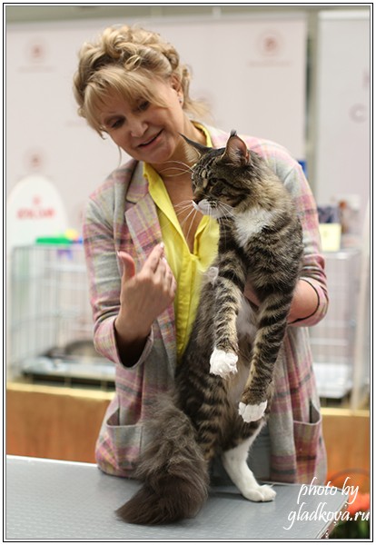 HoneyDevil Walter, Бомонд - 2015, VICTORY