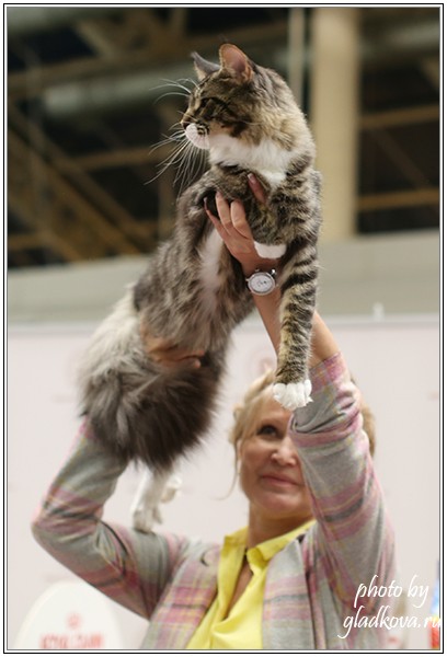 HoneyDevil Walter, Бомонд - 2015, VICTORY