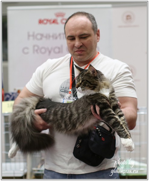 HoneyDevil Walter, Бомонд - 2015, VICTORY