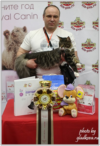 HoneyDevil Walter, Бомонд - 2015, VICTORY