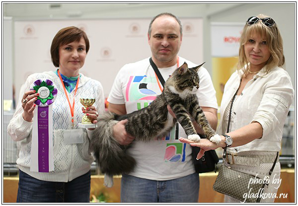 HoneyDevil Walter, Бомонд - 2015, VICTORY