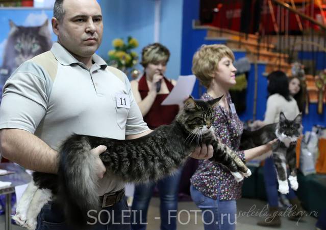 Космокот, Серпухов, VICTORY, 11-12 апреля, 2015