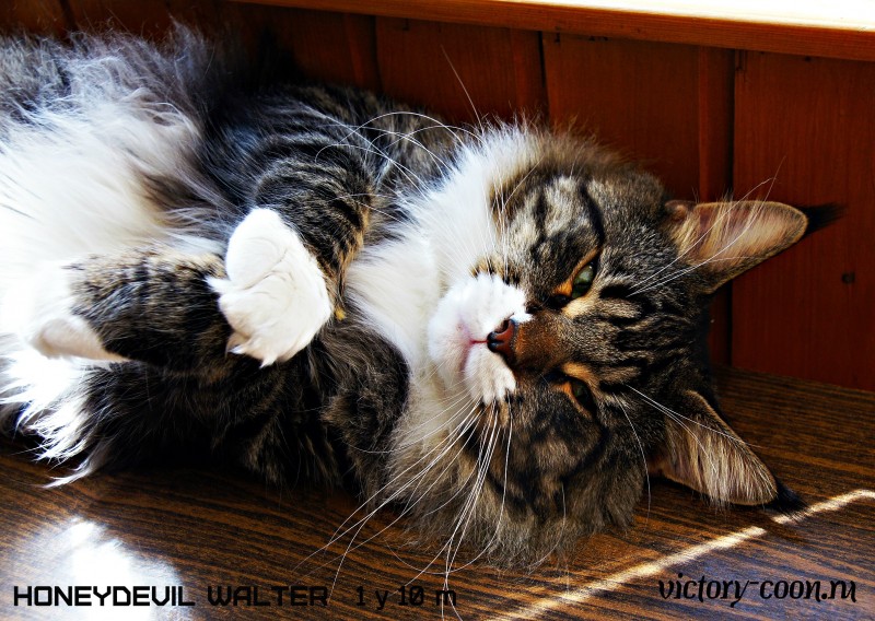 HoneyDevil Walter, VICTORY