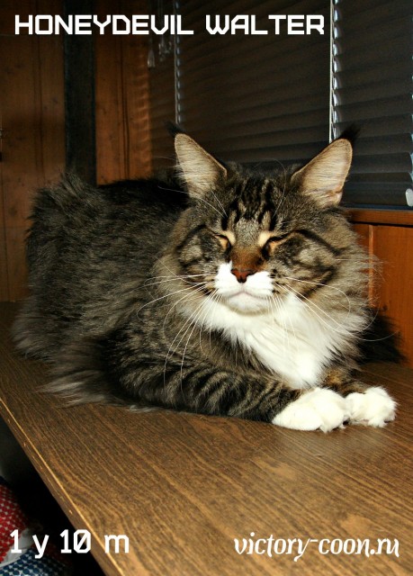 HoneyDevil Walter, VICTORY