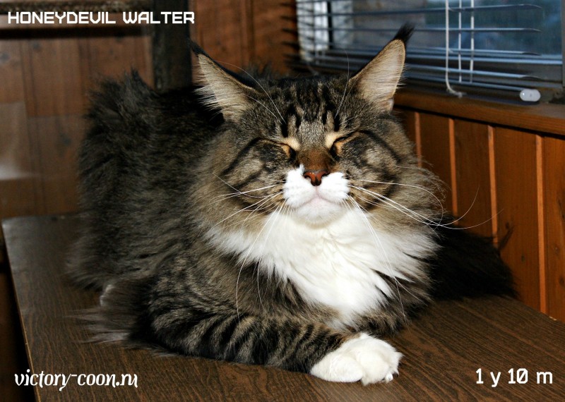 HoneyDevil Walter, VICTORY