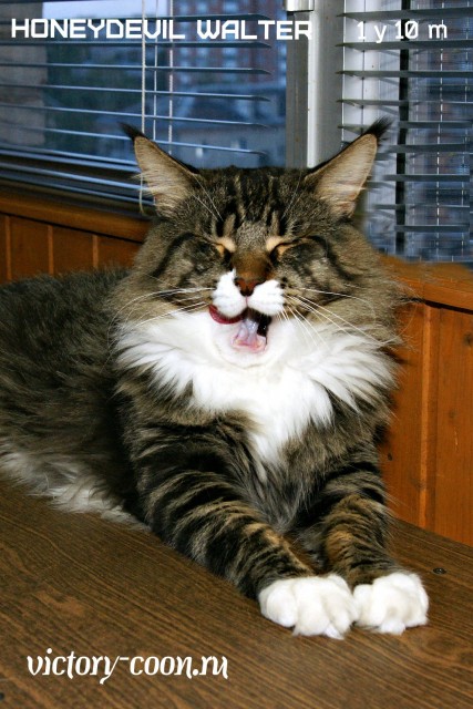 HoneyDevil Walter, VICTORY