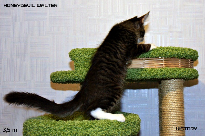 HoneyDevil Walter, VICTORY