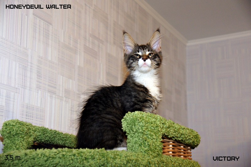 HoneyDevil Walter, VICTORY