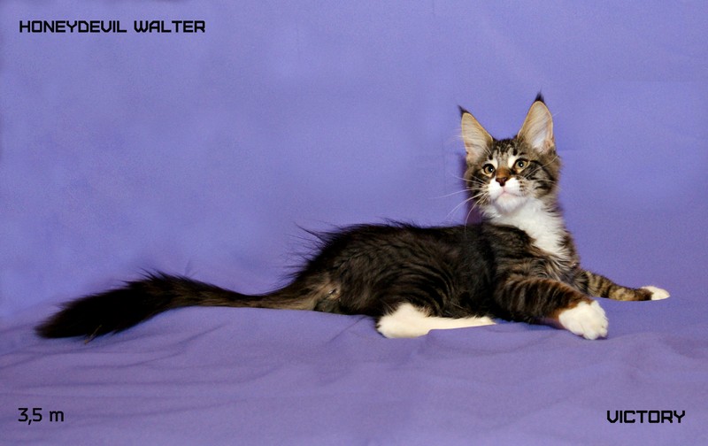 HoneyDevil Walter, VICTORY