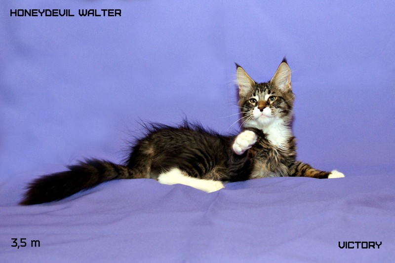 HoneyDevil Walter, VICTORY