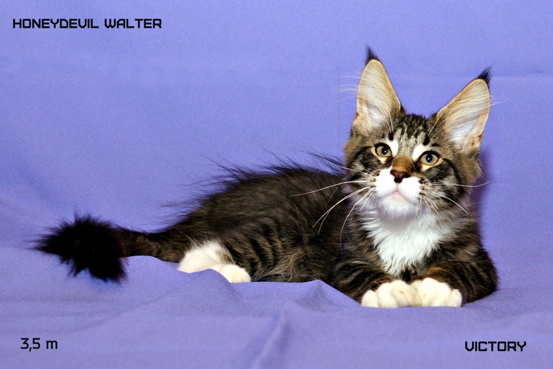 HoneyDevil Walter, VICTORY