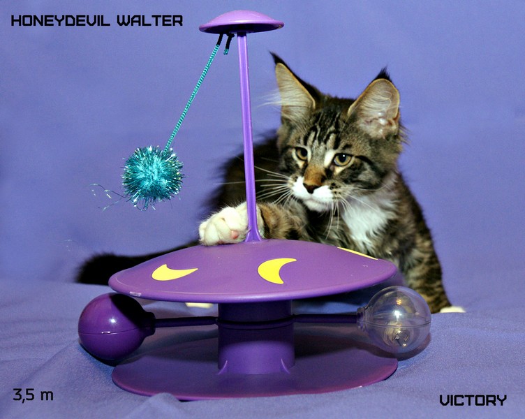 HoneyDevil Walter, VICTORY