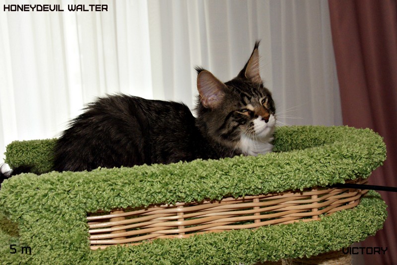 HoneyDevil Walter, VICTORY