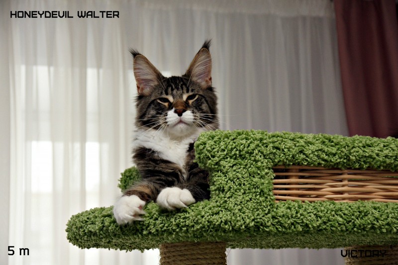 HoneyDevil Walter, VICTORY