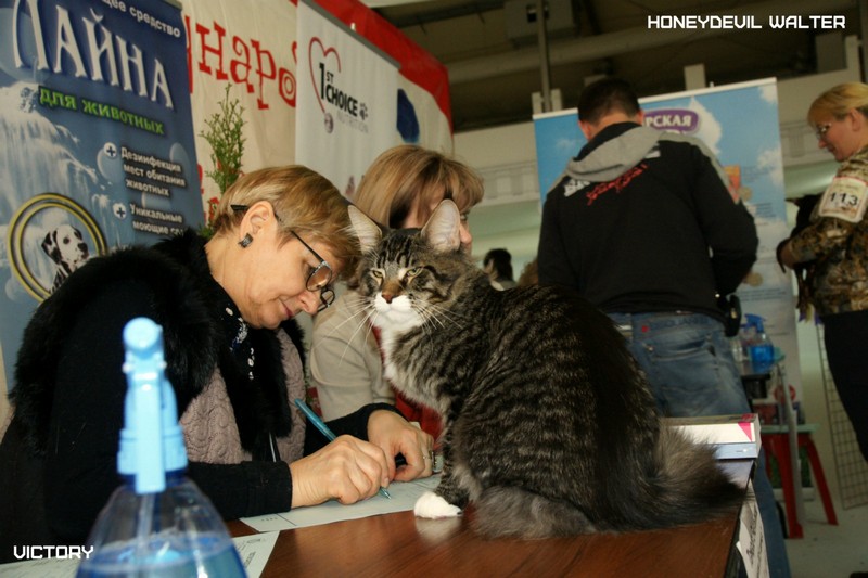 HoneyDevil Walter, Фрея, VICTORY