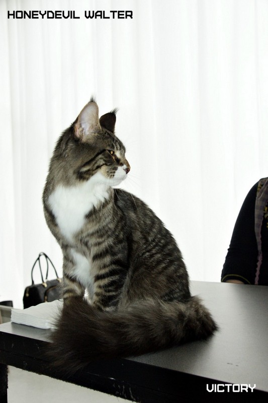 HoneyDevil Walter, Зимний Гла-Мурр -2015, VICTORY