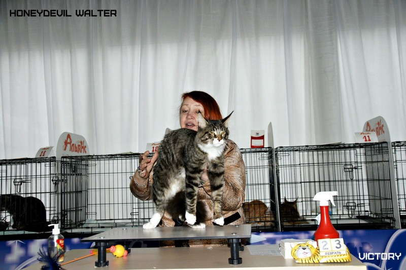 HoneyDevil Walter, Зимний Гла-Мурр -2015, VICTORY