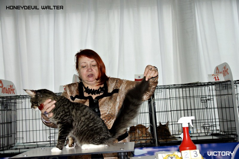 HoneyDevil Walter, Зимний Гла-Мурр -2015, VICTORY