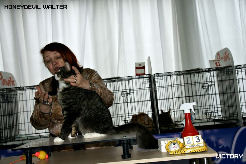 HoneyDevil Walter, Зимний Гла-Мурр -2015, VICTORY