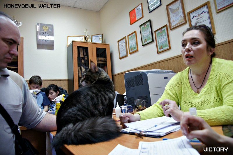 Космокот, Серпухов, VICTORY, 11-12 апреля, 2015